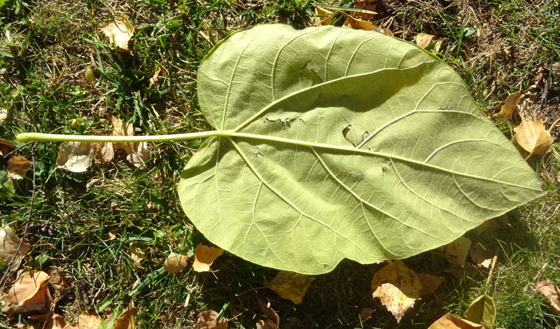 Paulownia tomentosa di Cavalese